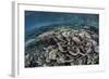 Fragile Corals Grow in Shallow Water in Raja Ampat, Indonesia-Stocktrek Images-Framed Photographic Print