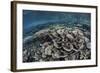 Fragile Corals Grow in Shallow Water in Raja Ampat, Indonesia-Stocktrek Images-Framed Photographic Print