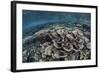 Fragile Corals Grow in Shallow Water in Raja Ampat, Indonesia-Stocktrek Images-Framed Photographic Print