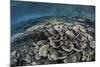 Fragile Corals Grow in Shallow Water in Raja Ampat, Indonesia-Stocktrek Images-Mounted Photographic Print