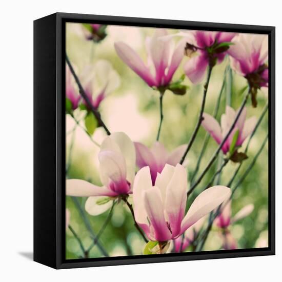 Fragile Pink Daisies-Gail Peck-Framed Stretched Canvas