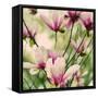 Fragile Pink Daisies-Gail Peck-Framed Stretched Canvas