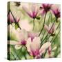 Fragile Pink Daisies-Gail Peck-Stretched Canvas