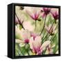 Fragile Pink Daisies-Gail Peck-Framed Stretched Canvas