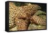 Fragile Rainbow Star with Giant Spined Star-Hal Beral-Framed Stretched Canvas