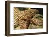 Fragile Rainbow Star with Giant Spined Star-Hal Beral-Framed Photographic Print