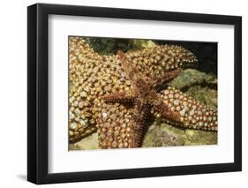 Fragile Rainbow Star with Giant Spined Star-Hal Beral-Framed Photographic Print