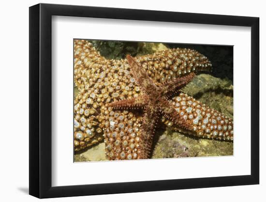 Fragile Rainbow Star with Giant Spined Star-Hal Beral-Framed Photographic Print