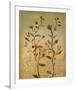 Fragile Spring II-Pia Goodman-Framed Art Print