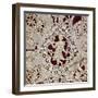 Fragment of Needle Lace with Female Figure, 16th Century-null-Framed Giclee Print