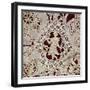 Fragment of Needle Lace with Female Figure, 16th Century-null-Framed Giclee Print