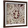 Fragment of Needle Lace with Female Figure, 16th Century-null-Framed Giclee Print