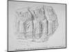 Fragment of Roman Sculpture Found in Hart Street, Crutched Friars, City of London, 1847-Charles Baily-Mounted Giclee Print