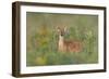 Fragrance Of Summer-Nick Kalathas-Framed Giclee Print