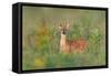 Fragrance of Summer-Nick Kalathas-Framed Stretched Canvas