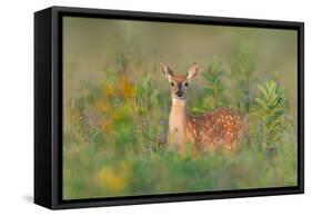 Fragrance of Summer-Nick Kalathas-Framed Stretched Canvas