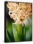 Fragrant Hyacinth-Angela Drury-Framed Stretched Canvas