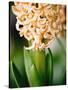 Fragrant Hyacinth-Angela Drury-Stretched Canvas