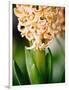 Fragrant Hyacinth-Angela Drury-Framed Photographic Print