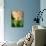 Fragrant Hyacinth-Angela Drury-Photographic Print displayed on a wall