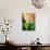 Fragrant Hyacinth-Angela Drury-Photographic Print displayed on a wall