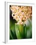 Fragrant Hyacinth-Angela Drury-Framed Photographic Print