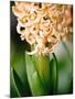 Fragrant Hyacinth-Angela Drury-Mounted Photographic Print