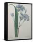 Fragrant Iris-Pierre-Joseph Redoute-Framed Stretched Canvas