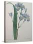Fragrant Iris-Pierre-Joseph Redoute-Stretched Canvas