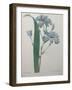 Fragrant Iris-Pierre-Joseph Redoute-Framed Art Print