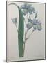 Fragrant Iris-Pierre-Joseph Redoute-Mounted Art Print