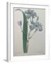 Fragrant Iris-Pierre-Joseph Redoute-Framed Art Print