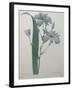 Fragrant Iris-Pierre-Joseph Redoute-Framed Art Print