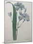 Fragrant Iris-Pierre-Joseph Redoute-Mounted Art Print