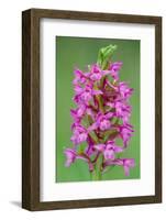 Fragrant Orchid flowering, Cairngorms National Park, Scotland-Laurie Campbell-Framed Photographic Print