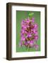 Fragrant Orchid flowering, Cairngorms National Park, Scotland-Laurie Campbell-Framed Photographic Print