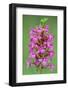 Fragrant Orchid flowering, Cairngorms National Park, Scotland-Laurie Campbell-Framed Photographic Print