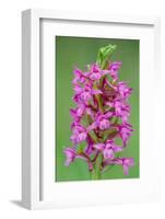 Fragrant Orchid flowering, Cairngorms National Park, Scotland-Laurie Campbell-Framed Photographic Print