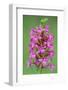 Fragrant Orchid flowering, Cairngorms National Park, Scotland-Laurie Campbell-Framed Photographic Print