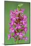 Fragrant Orchid flowering, Cairngorms National Park, Scotland-Laurie Campbell-Mounted Photographic Print