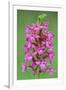 Fragrant Orchid flowering, Cairngorms National Park, Scotland-Laurie Campbell-Framed Photographic Print