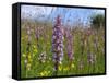 Fragrant Orchid Walbury Hill-null-Framed Stretched Canvas