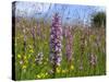 Fragrant Orchid Walbury Hill-null-Stretched Canvas