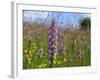 Fragrant Orchid Walbury Hill-null-Framed Photographic Print