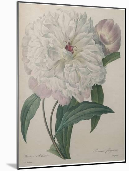 Fragrant Peony-Pierre-Joseph Redoute-Mounted Art Print