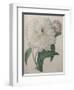 Fragrant Peony-Pierre-Joseph Redoute-Framed Art Print