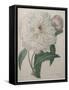 Fragrant Peony-Pierre-Joseph Redoute-Framed Stretched Canvas