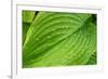 Fragrant Plantain Lily-Jim Engelbrecht-Framed Photographic Print