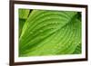 Fragrant Plantain Lily-Jim Engelbrecht-Framed Photographic Print