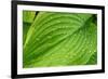 Fragrant Plantain Lily-Jim Engelbrecht-Framed Photographic Print